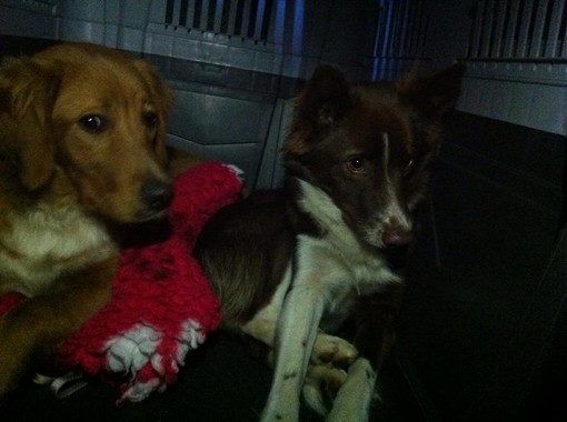 I due cani dispersi I due cani dispersi