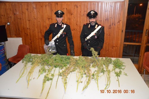 Cairo, coltiva marijuana nella camera da letto: in manette un 19enne (FOTO) Cairo, coltiva marijuana nella camera da letto: in manette un 19enne (FOTO)