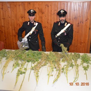 Cairo, coltiva marijuana nella camera da letto: in manette un 19enne (FOTO)
