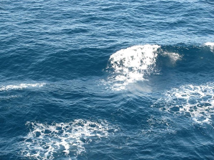Invasione di velelle sulle spiagge savonesi, Enpa:"Segno di un mare svuotato dai pesci"