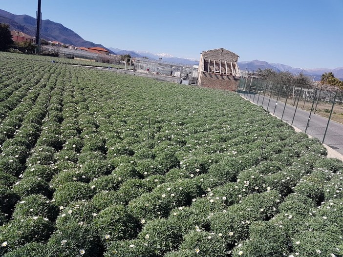 L'allarme di Coldiretti: &quot;Una pazza primavera colpisce il mercato delle piante in vaso liguri&quot;