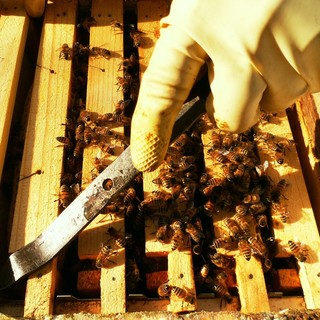 Il 26 marzo Il Parco dell'Antola ospiterà la giornata conclusiva dell'ultima edizione del Concorso "Mieli dei Parchi della Liguria"