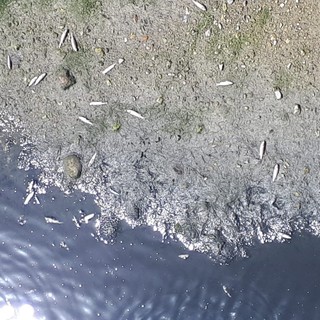 Vado Ligure: insolita moria di pesci alla foce del torrente Segno