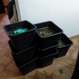 Villanova d'Albenga, "contadino" possedeva foglie di marijuana, semi e flaconi di olio di cannabis: perquisito dai carabinieri