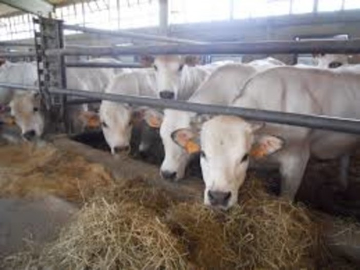 Allevamento, 250mila euro per l'Associazione Allevatori: pronti gli incontri sul territorio Allevamento, 250mila euro per l'Associazione Allevatori: pronti gli incontri sul territorio