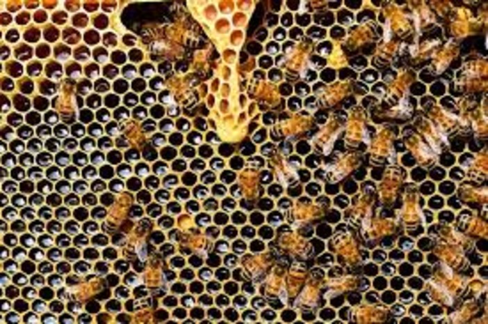 Agroindustria, scegliere il miele made in Liguria per tutelare il consumatore e favorire le imprese locali
