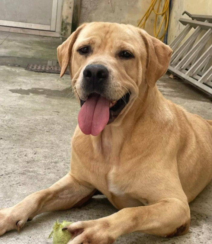 Canile di Savona: nuovo direttivo della LNDC, Marcello Amadini riconfermato presidente