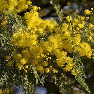 La Provincia di Savona celebra la Festa della donna, ecco come