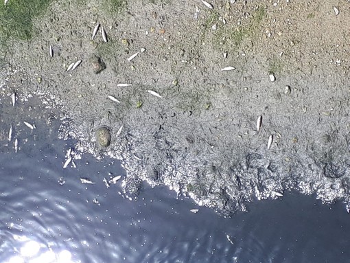 Vado Ligure: insolita moria di pesci alla foce del torrente Segno