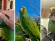 Meeko è tornato a casa: lieto fine per il pappagallo scappato da Bastia d’Albenga Meeko è tornato a casa: lieto fine per il pappagallo scappato da Bastia d’Albenga