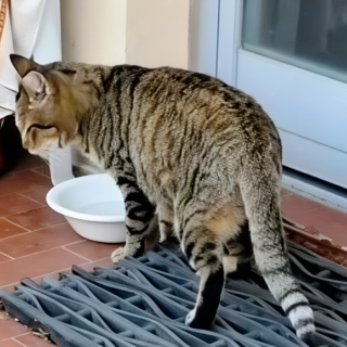 Savona, Micia è tornata a casa: lieto fine per la gatta “condominiale” scomparsa per sette giorni Savona, Micia è tornata a casa: lieto fine per la gatta “condominiale” scomparsa per sette giorni