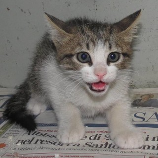 Savona, gatto finisce nel vano motore di un’auto: soccorso dall'Enpa