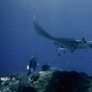Ambiente, manta Mar Ligure e' protetta
