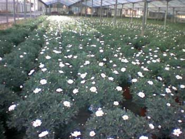 Albenga, Fondi Europei fermi: ecco perchè le aziende agricole non si reinventano Albenga, Fondi Europei fermi: ecco perchè le aziende agricole non si reinventano