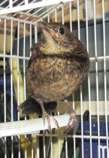 In Liguria prosegue, nonostante la chiusura, la stagione di caccia: la protesta dell'Enpa