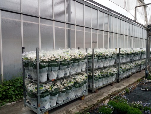 Migliaia di margherite in partenza da Albenga per la Germania: grande lavoro per gli imprenditori agricoli Migliaia di margherite in partenza da Albenga per la Germania: grande lavoro per gli imprenditori agricoli