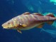 Proprietà e benefici del merluzzo: un pesce che fa bene a tutti Proprietà e benefici del merluzzo: un pesce che fa bene a tutti
