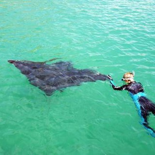 Nuovo salvataggio per la manta a Savona