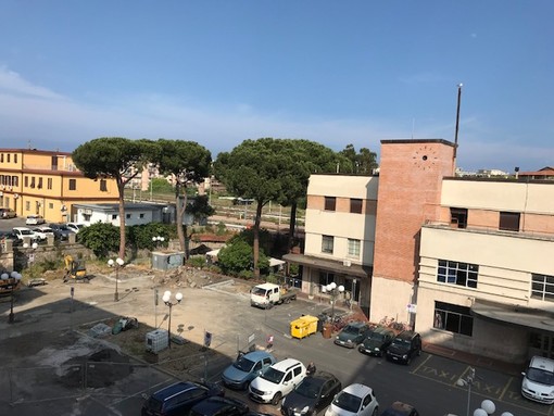 Salvi due pini di piazza Matteotti ad Albenga