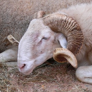 Festa del sacrificio, appello dell'Enpa savonese alla vigilanza sulla macellazione