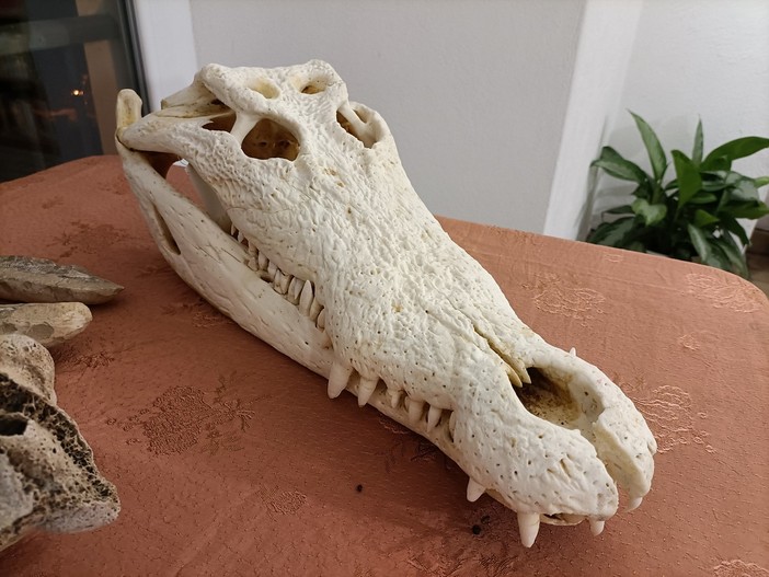 Toirano, una mostra paleontologica intitolata "La meravigliosa storia della vita sulla Terra" Toirano, una mostra paleontologica intitolata "La meravigliosa storia della vita sulla Terra"