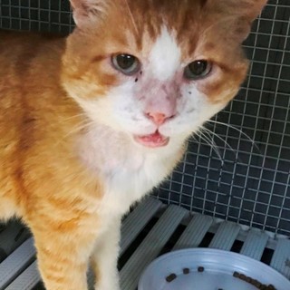 La sua anziana padrona è deceduta, si cerca una adozione per Mansueto