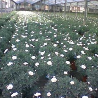 "Quali prospettive per la floricoltura ligure?" se ne parla lunedì ad Albenga