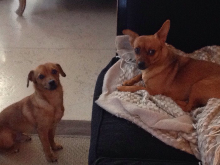 Dai canili lager ad una cuccia a Finale e a “Striscia la Notizia”: la storia d’amore di Maggie e Lucino