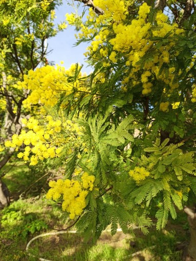 Floricoltura, Coldiretti: “Annata ottima per la mimosa. L’aumento del prezzo compensa la minor produzione”