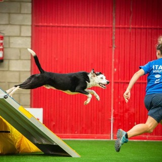 La storia del campione di Agility Nemo e di Sara: "Eri qualcosa di speciale, ora corri felice in mezzo al campo pieno di ostacoli"
