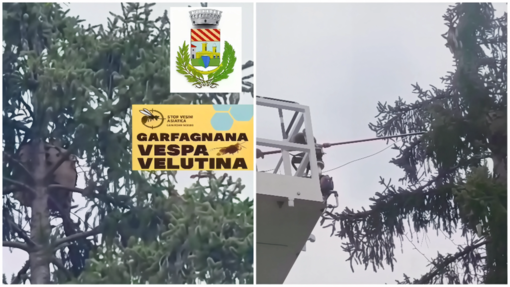 Millesimo, neutralizzato un nido di Vespa velutina nel Parco dei Piani