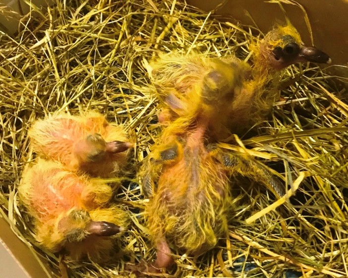 Appello di ENPA Savona: "Non gettate nidi dai balconi o vi denunciamo" Appello di ENPA Savona: "Non gettate nidi dai balconi o vi denunciamo"