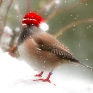 Sos maltempo, consigli utili dell'Enpa per proteggere gli animali dal freddo