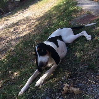 Pietra Ligure, appello per ritrovare la cagnolina Nala