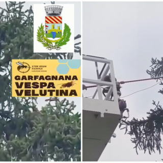 Millesimo, neutralizzato un nido di Vespa velutina nel Parco dei Piani