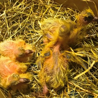 Appello di ENPA Savona: "Non gettate nidi dai balconi o vi denunciamo"