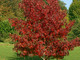 Spotorno, Festa dell'Albero: all’opera i “nativi ambientali” per la messa a dimora dei liquidambar nel parco Monticello