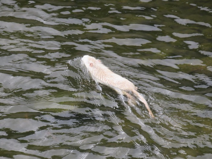 Foto: "Tele Fulvio" Altare