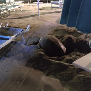 Nidi di tartarughe a Pietra e Finale: le uova portate via dalle mareggiate Nidi di tartarughe a Pietra e Finale: le uova portate via dalle mareggiate