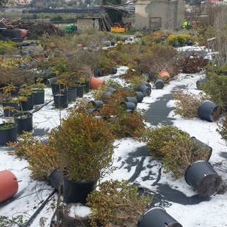Le colture liguri nella morsa del gelo. Coldiretti: "Danni su ortaggi da campo e aumento dei costi in serra"