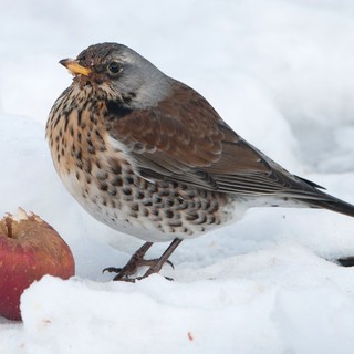 Emergenza neve e freddo: tutti i consigli di Enpa per aiutare gli animali selvatici e randagi