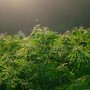 Dalla terra alla luce: come le tecniche agronomiche definiscono la qualità della canapa Dalla terra alla luce: come le tecniche agronomiche definiscono la qualità della canapa