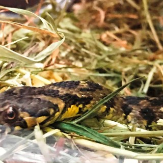 L'Enpa soccorre una natrice viperina, piccolo rettile innocuo e comune in Liguria