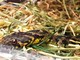 L'Enpa soccorre una natrice viperina, piccolo rettile innocuo e comune in Liguria