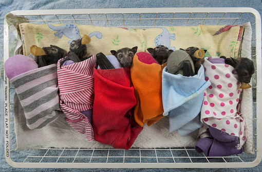 L'Enpa in soccorso dei pipistrelli in difficoltà per le basse temperature