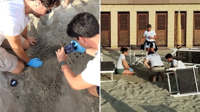 Laigueglia, nuovo nido di Caretta caretta sulla spiaggia: è il secondo del 2025 nel borgo marinaro