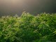 Dalla terra alla luce: come le tecniche agronomiche definiscono la qualità della canapa