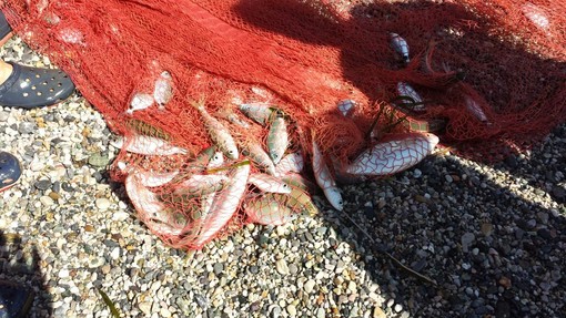 Coldiretti Liguria: "Il settore della pesca è in difficoltà"