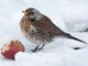 Emergenza neve e freddo: tutti i consigli di Enpa per aiutare gli animali selvatici e randagi