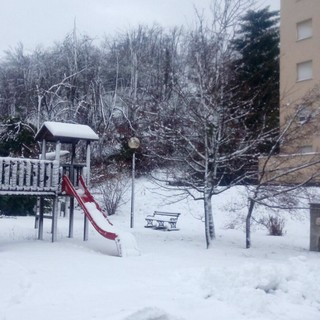 Forti nevicate in Val Bormida, alberi abbattuti sulla sede stradale a Sassello